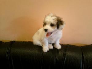 VAND BICHON HAVANEZ