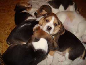 Vand pui Beagle