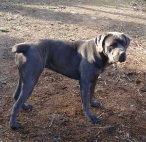 ocazie...pui cane corso
