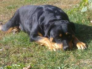 Vand pui rottweiler !!!