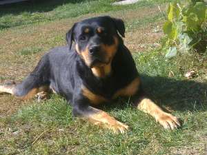 Vand pui rottweiler !!!
