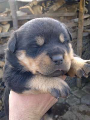 Vand pui rottweiler !!!