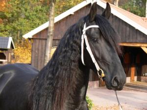 ARMASAR FRIESIAN DE MONTA