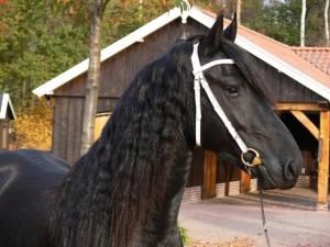 ARMASAR FRIESIAN DE MONTA