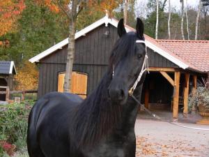 ARMASAR FRIESIAN DE MONTA
