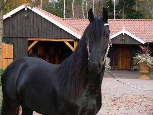 ARMASAR FRIESIAN DE MONTA