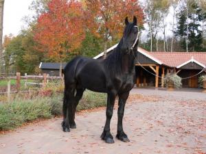 ARMASAR FRIESIAN DE MONTA