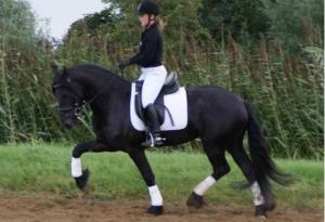 ARMASAR FRIESIAN DE MONTA