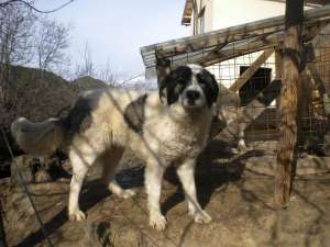 vind femele gestante ciobanesc de bucovina
