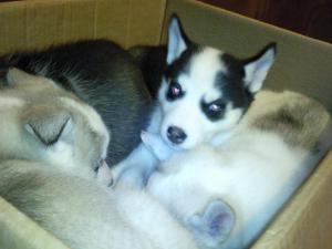 HUSKY-LITTLE-DEMON!