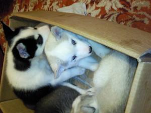 HUSKY-LITTLE-DEMON!
