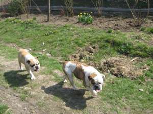 vand URGENT BULLDOG ENGLEZ
