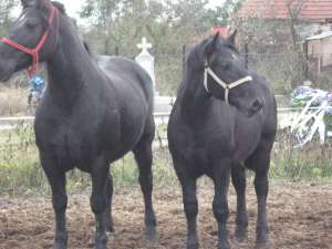vand manz negru