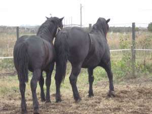 vand manz negru