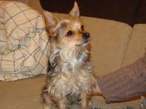 Caut partenera pentru catel Yorkshire terrier