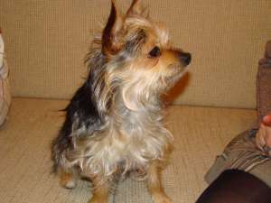 Caut partenera pentru catel Yorkshire terrier
