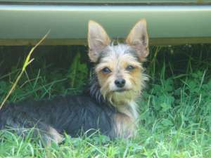 Caut partenera pentru catel Yorkshire terrier