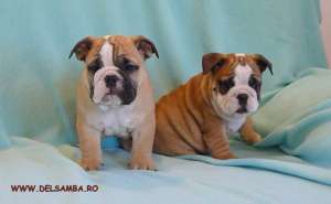DE VANZARE PUI DE BULLDOG ENGLEZ CU PEDIGREE