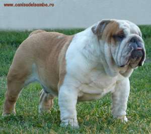 DE VANZARE PUI DE BULLDOG ENGLEZ CU PEDIGREE
