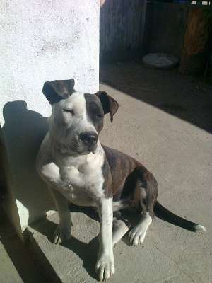 Vand Bulldog American