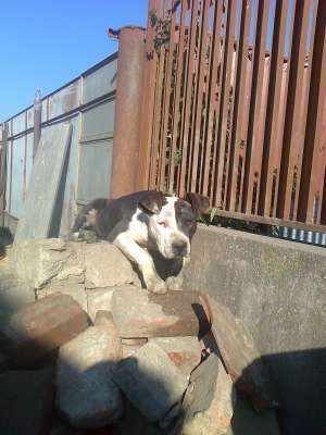 Vand Bulldog American