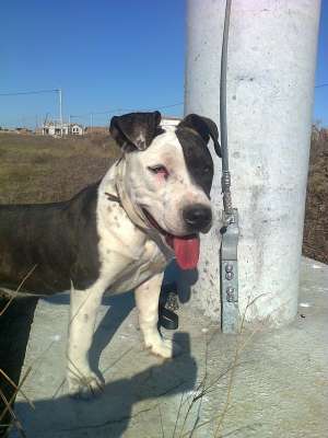 Vand Bulldog American