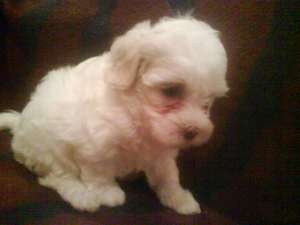 Vand catei bichon maltese pui bichon maltez pui bichon maltez 450lei,  tel.: 0727345440,  e-mail: gm