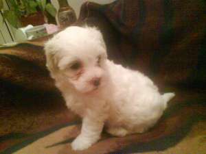 Vand catei bichon maltese pui bichon maltez pui bichon maltez 450lei,  tel.: 0727345440,  e-mail: gm
