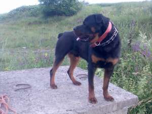 Ofer la monta Rottweiler foarte frumos!!