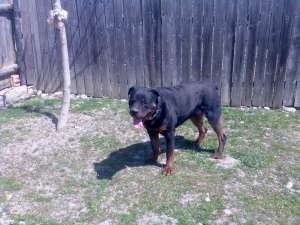 Ofer la monta Rottweiler foarte frumos!!