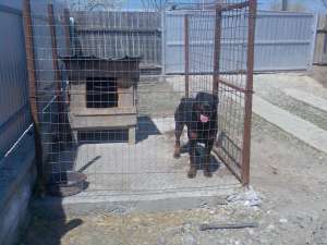 Ofer la monta Rottweiler foarte frumos!!