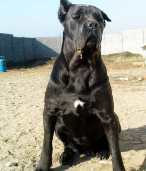 Cane Corso femele