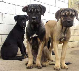 Cane Corso femele