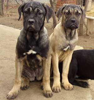 Cane Corso femele
