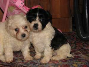 vand bichon havanez