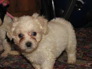 vand bichon havanez