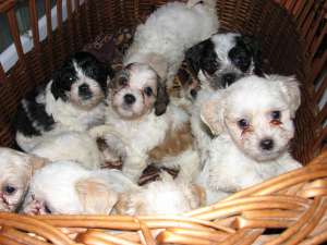 vand bichon havanez