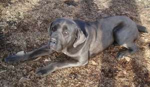 cane corso gri