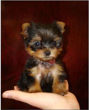 Cumpar Yorkshire terrier mini toy