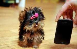 Cumpar Yorkshire terrier mini toy