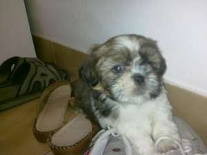 VAND SHIH TZU