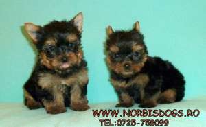 VAND PUI DE YORKSHIRE TERRIER,  VANZARE  PUI YORKSHIRE TERRIER