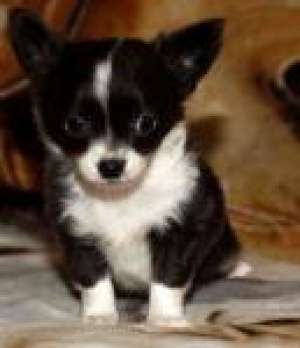 Vand pui chihuahua super oferta