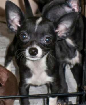 Vand pui chihuahua super oferta