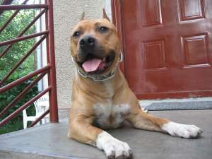 OFER MASCUL AMSTAFF PT IMPERECHERI CU PEDIGREE!!