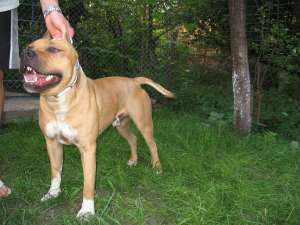 OFER MASCUL AMSTAFF PT IMPERECHERI CU PEDIGREE!!