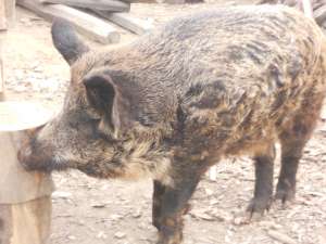 PORC CORCIT (DE CASA CU MISTRET)