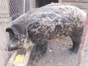 PORC CORCIT (DE CASA CU MISTRET)