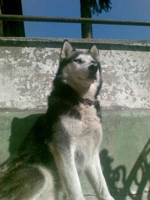 masculi husky