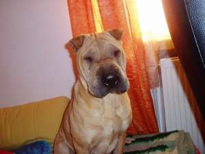 caut shar-pei mascul pentru imperechere